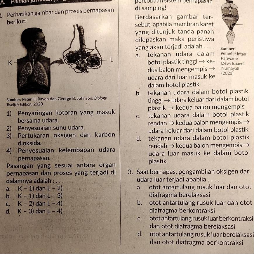 Pilnian  jaw percobaán sistem perapasán
1. Perhatikan gambar dan proses pernapasan di samping!
Berdasarkan gambar ter-
berikut!
sebut, apabila membran karet
yang ditunjuk tanda panah
dilepaskan maka peristiwa
yang akan terjadi adalah . . . . Sumber:
a. tekanan udara dalam Penerbit Intan
botol plastik tinggi → ke- Pariwara/ Dewi Isnaeni
dua balon mengempis Nurhayati
udara dari luar masuk ke (2023)
dalam botol plastik
b. tekanan udara dalam botol plastik
Sumber: Peter H. Raven dan George B. Johnson, Biology
Twelfth Edition, 2020 tinggi → udara keluar dari dalam botol
plastik → kedua balon mengempis
1) Penyaringan kotoran yang masuk c. tekanan udara dalam botol plastik
bersama udara.
rendah → kedua balon mengempis -
2) Penyesuaian suhu udara.
udara keluar dari dalam botol plastik
3) Pertukaran oksigen dan karbon d. tekanan udara dalam botol plastik
dioksida.
rendah → kedua balon mengempis →
4) Penyesuaian kelembapan udara
udara luar masuk ke dalam botol
pernapasan.
Pasangan yang sesuai antara organ plastik
pernapasan dan proses yang terjadi di 3. Saat bernapas, pengambilan oksigen dari
dalamnya adalah . . . . udara luar terjadi apabila . . . .
a. K-1) dan L-2) a. otot antartulang rusuk luar dan otot
b. K-1) dan L-3) diafragma berelaksasi
C. K-2) dan L-4) b. otot antartulang rusuk luar dan otot
d. K-3) dan L-4) diafragma berkontraksi
c. otot antartulang rusuk luar berkontraksi
dan otot diafragma berelaksasi
d. otot antarțulang rusuk luar berelaksasi
dan otot diafragma berkontraksi