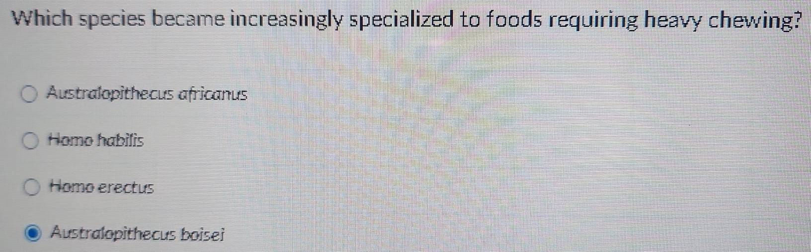 Which species became increasingly specialized to foods requiring heavy chewing?
Australopithecus africanus
Homo habilis
Homo erectus
Australopithecus boisei