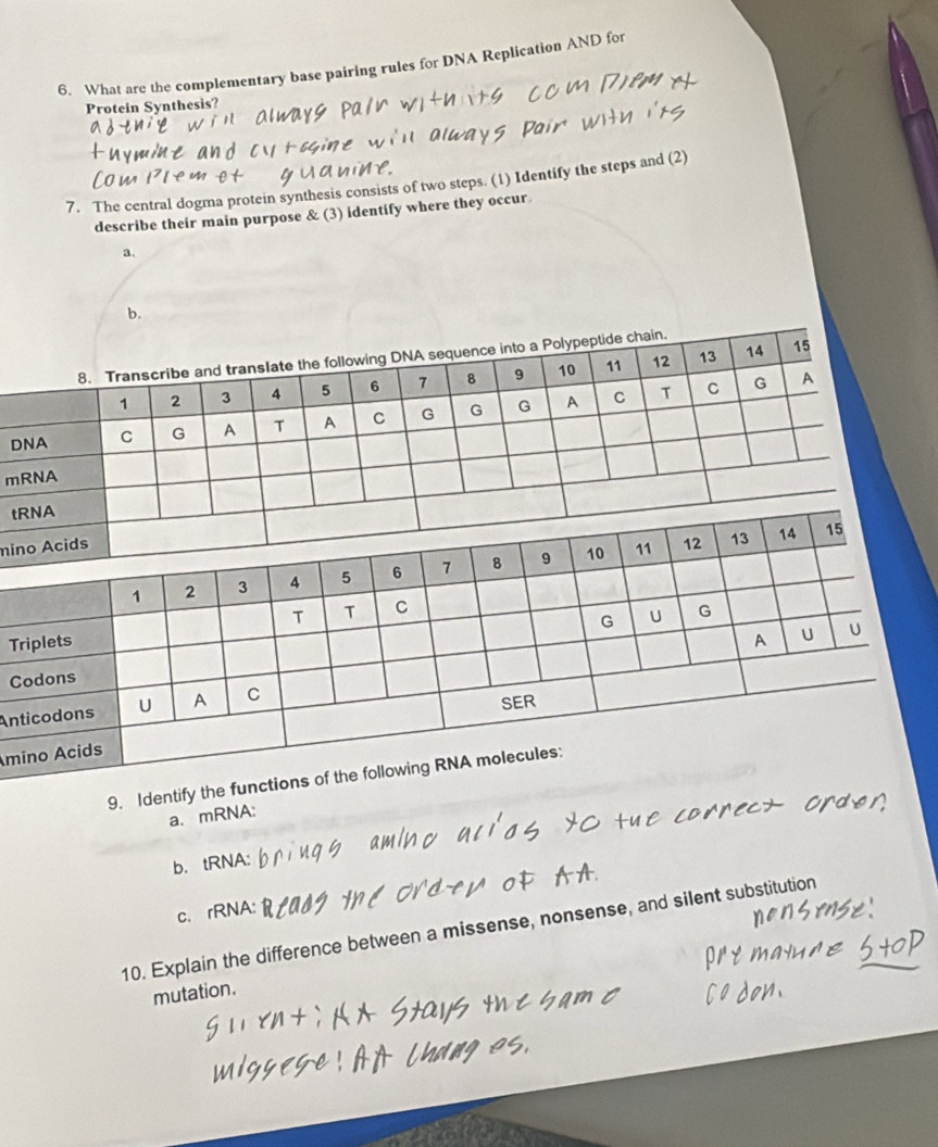 What are the complementary base pairing rules for DNA Replication AND for 
Protein Synthesis? 
7. The central dogma protein synthesis consists of two steps. (1) Identify the steps and (2) 
describe their main purpose & (3) identify where they occur 
a. 
b. 
D 
m 
t 
mi 
T 
C 
An 
m 
9. Identify th 
a. mRNA: 
b. tRNA: 
c. rRNA: 
10. Explain the difference between a missense, nonsense, and silent substitution 
mutation.