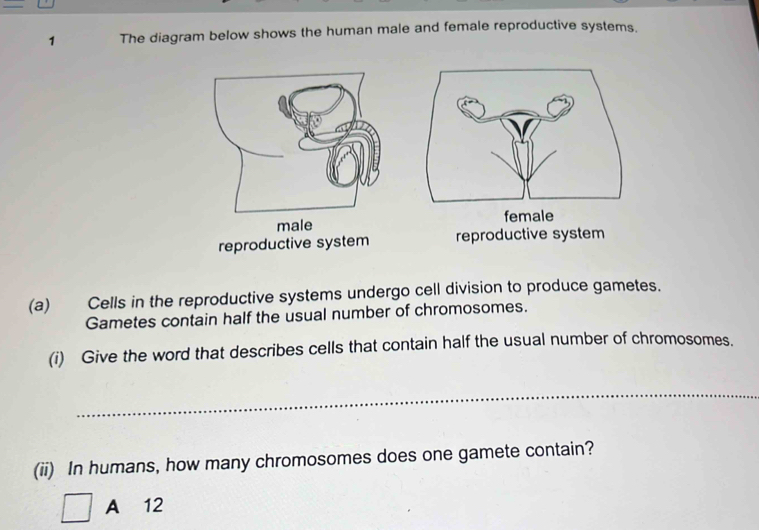 The diagram below shows the human male and female reproductive systems.
reproductive system
(a) Cells in the reproductive systems undergo cell division to produce gametes.
Gametes contain half the usual number of chromosomes.
(i) Give the word that describes cells that contain half the usual number of chromosomes.
_
(ii) In humans, how many chromosomes does one gamete contain?
A 12