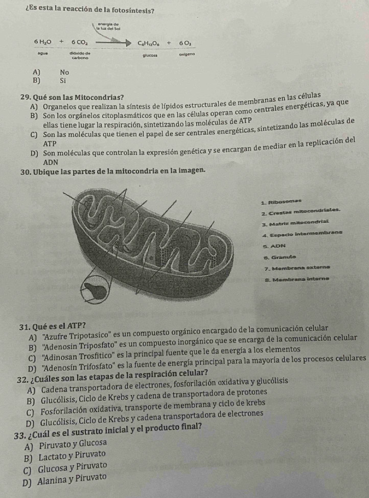 ¿Es esta la reacción de la fotosíntesis?
la luz del 5ºl energía de
6H_2O+6CO_2 C_6H_12O_6+6O_2
agua diáxido de carbono glucosa oxígena
A) No
B) Si
29. Qué son las Mitocondrias?
A) Organelos que realizan la síntesis de lípidos estructurales de membranas en las células
B) Son los orgánelos citoplasmáticos que en las células operan como centrales energéticas, ya que
ellas tiene lugar la respiración, sintetizando las moléculas de ATP
C) Son las moléculas que tienen el papel de ser centrales energéticas, sintetizando las moléculas de
ATP
D) Son moléculas que controlan la expresión genética y se encargan de mediar en la replicación del
ADN
30. Ubique las partes de la mitocondria en la imagen.
1. Ribosomas
2. Crestas mitocondriales.
3. Matriz mitocondrial
4. Espacio intermembrana
5. ADN
6. Granulo
7. Mombrana externa
S. Membrana interne
31. Qué es el ATP?
A) ''Azufre Tripotasico'' es un compuesto orgánico encargado de la comunicación celular
B) ''Adenosin Triposfato'' es un compuesto inorgánico que se encarga de la comunicación celular
C) ''Adinosan Trosfitico'' es la principal fuente que le da energía a los elementos
D) ''Adenosín Trifosfato'' es la fuente de energía principal para la mayoría de los procesos celulares
32. ¿Cuáles son las etapas de la respiración celular?
A) Cadena transportadora de electrones, fosforilación oxidativa y glucólisis
B) Glucólisis, Ciclo de Krebs y cadena de transportadora de protones
C) Fosforilación oxidativa, transporte de membrana y ciclo de krebs
D) Glucólisis, Ciclo de Krebs y cadena transportadora de electrones
33. ¿Cuál es el sustrato inicial y el producto final?
A) Piruvato y Glucosa
B) Lactato y Piruvato
C) Glucosa y Piruvato
D) Alanina y Piruvato