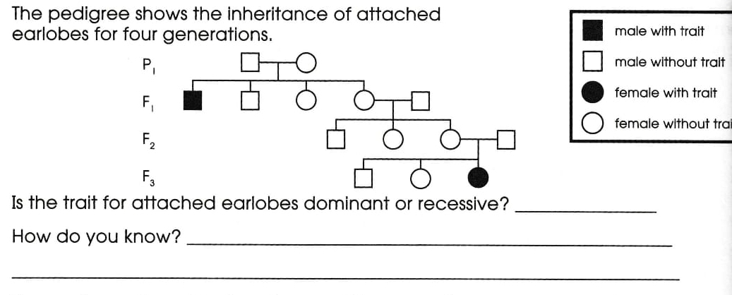 The pedigree shows the inheritance of attached
earlobes for four generations. male with trait
P_1
male without trait
F_1
female with trait
female without tra
F_2
F_3
Is the trait for attached earlobes dominant or recessive?_
How do you know?_
_