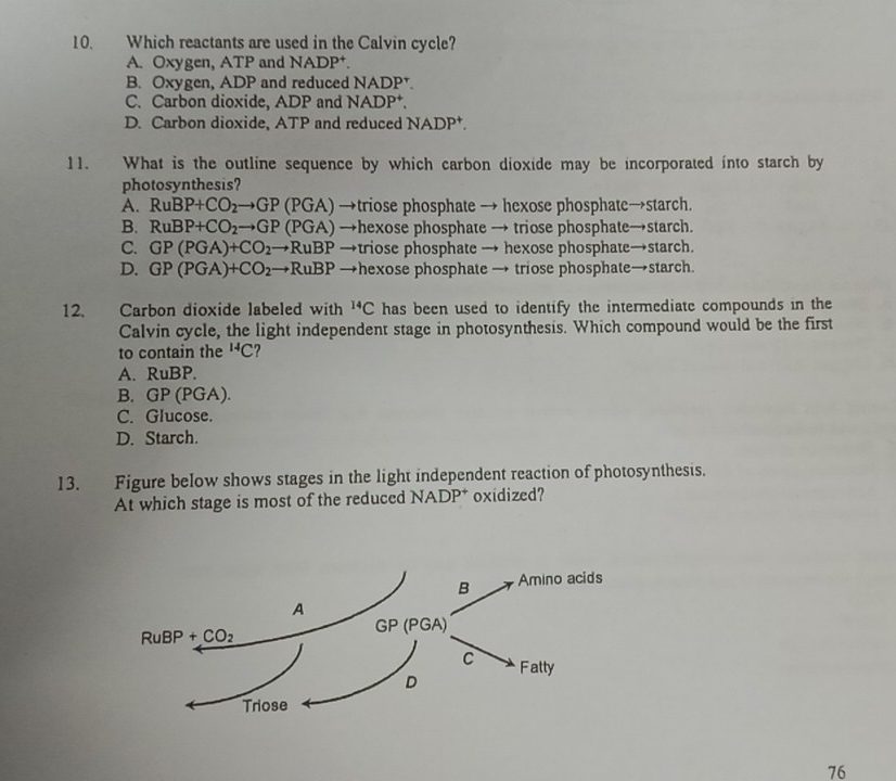 Which reactants are used in the Calvin cycle?
A. Oxygen, ATP and NADP†.
B. Oxygen, ADP and reduced NADP†.
C. Carbon dioxide, ADP and NADP^+.
D. Carbon dioxide, ATP and reduced NADI Pª.
11. What is the outline sequence by which carbon dioxide may be incorporated into starch by
photosynthesis?
A. RuBP+CO_2to GP () PGA) →triose phosphate → hexose phosphate→starch.
B. RuBP+CO_2to GP (PGA) →hexose phosphate → triose phosphate→starch.
C. GP(PGA)+CO_2to RuBP →triose phosphate → hexose phosphate→starch.
D. GP(PGA)+CO_2to RuBP →hexose phosphate → triose phosphate→starch.
12. Carbon dioxide labeled with^(14)C has been used to identify the intermediate compounds in the
Calvin cycle, the light independent stage in photosynthesis. Which compound would be the first
to contain the^(14)C ?
A. RuBP.
B. GP(PGA).
C. Glucose.
D. Starch.
13. Figure below shows stages in the light independent reaction of photosynthesis.
At which stage is most of the reduced NADP^+ oxidized?
76