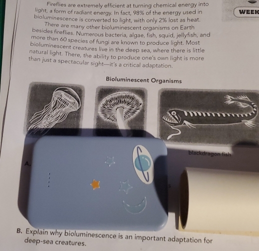 Fireflies are extremely efficient at turning chemical energy into 
light, a form of radiant energy. In fact, 98% of the energy used in wEEk
bioluminescence is converted to light, with only 2% lost as heat. 
There are many other bioluminescent organisms on Earth 
besides fireflies. Numerous bacteria, algae, fish, squid, jellyfish, and 
more than 60 species of fungi are known to produce light. Most 
bioluminescent creatures live in the deep sea, where there is little 
natural light. There, the ability to produce one's own light is more 
than just a spectacular sight—it’s a critical adaptation. 
Bioluminescent Organisms 
blackdragon fish 
A. 
B. Explain why bioluminescence is an important adaptation for 
deep-sea creatures.
