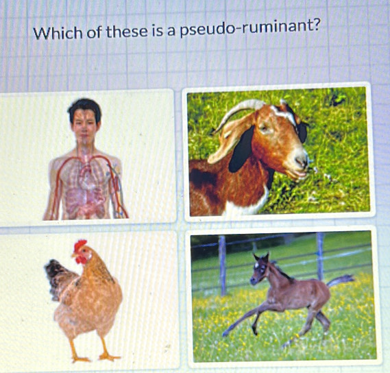 Which of these is a pseudo-ruminant? 
a