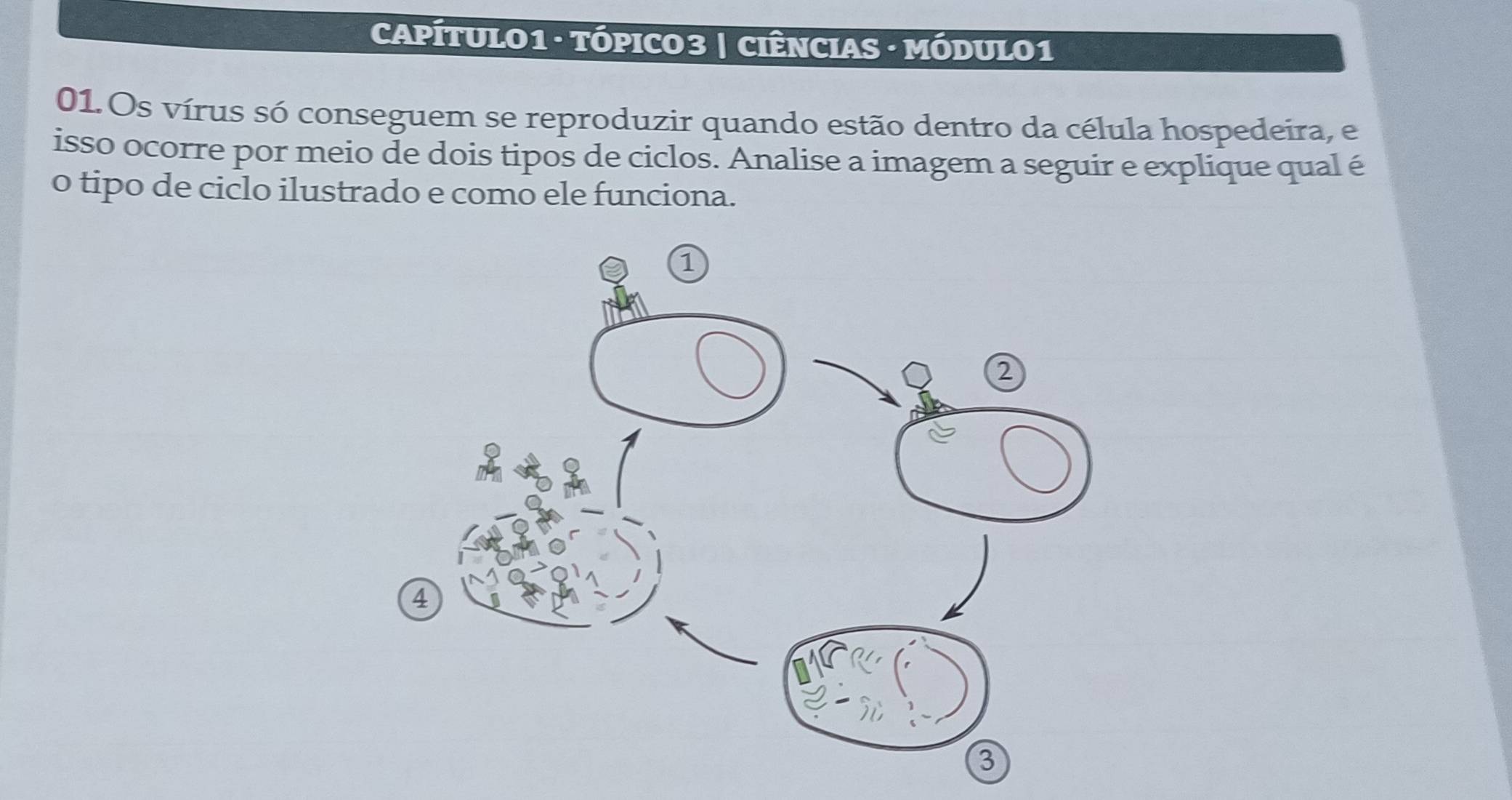 CAPÍTULO1 · TÓPICO3 | CIÊNCIAS - MÓDUL01 
01. Os vírus só conseguem se reproduzir quando estão dentro da célula hospedeira, e 
isso ocorre por meio de dois tipos de ciclos. Analise a imagem a seguir e explique qual é 
o tipo de ciclo ilustrado e como ele funciona.