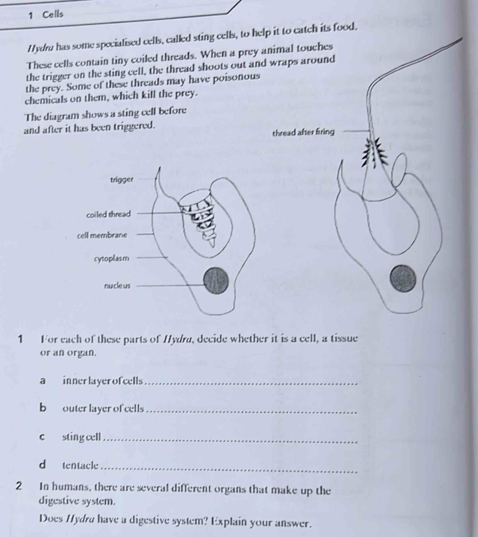 Cells 
Hydru has some specialised cells, called sting cells, to help it to catch its food. 
These cells contain tiny coiled threads. When a prey animal touches 
the trigger on the sting cell, the thread shoots out and wraps around 
the prey. Some of these threads may have poisonous 
chemicals on them, which kill the prey. 
The diagram shows a sting cell before 
and after it has been triggered. 
thread after firing 
1 For each of these parts of Hydra, decide whether it is a cell, a tissue 
or an organ. 
a innerlayerofcells_ 
b outer layer of cells_ 
c sting cell_ 
d tentacle_ 
2 In humans, there are several different organs that make up the 
digestive system. 
Does Hydra have a digestive system? Explain your answer.