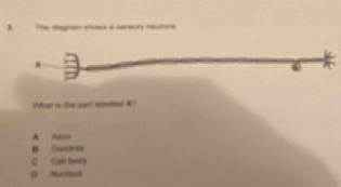 The disgrain shows a seneory neurons
6
What is the part wtelled X?
d Aon
B Cendnte
C Cal boy
01 Muctess