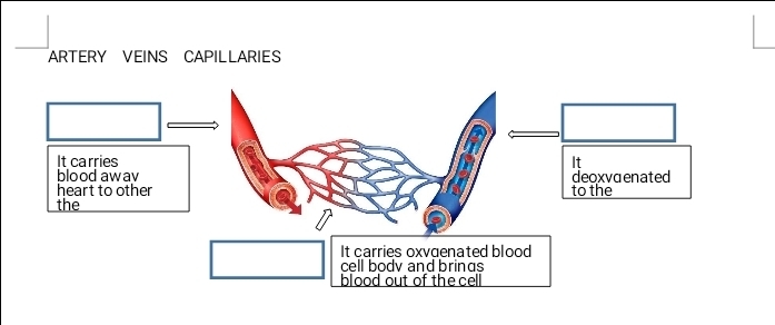 ARTERY VEINS CAPILLARIES