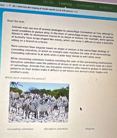 My IXL Learning Assessment Asalytics
rade 58.1 Determine the meaning of domain-spectfic words with pictures vrs
Read the text.
Animals may use one of several strategies to camouflage themselves as they attempt to
avoid predators or pursue prey. In the form of camouflage known as disguise, an animal
blends in with its environment thanks to its shape or texture. For example, some species
of butterfly have wings shaped like leaves, which can make it difficult to spot a butterfly
sitting on a branch in a forest.
More common than disguise based on shape or texture is the camouflage strategy of
concealing coloration, in which an animal's color matches the color of its surroundings.
Concealing coloration is at work when a polar bear blends in with white snow.
While concealing coloration involves matching the color of the surrounding environment,
disruptive colloration uses the patterns of stripes or spots on an animal's body as a form
of camouflage. Animals that use disruptive coloration often travel in groups in which the
patterns on their bodies make it difficult to tell where one animal's body begins and
another's ends.
Which term matches the picture?
concealing coloration disruptive coloration disguise