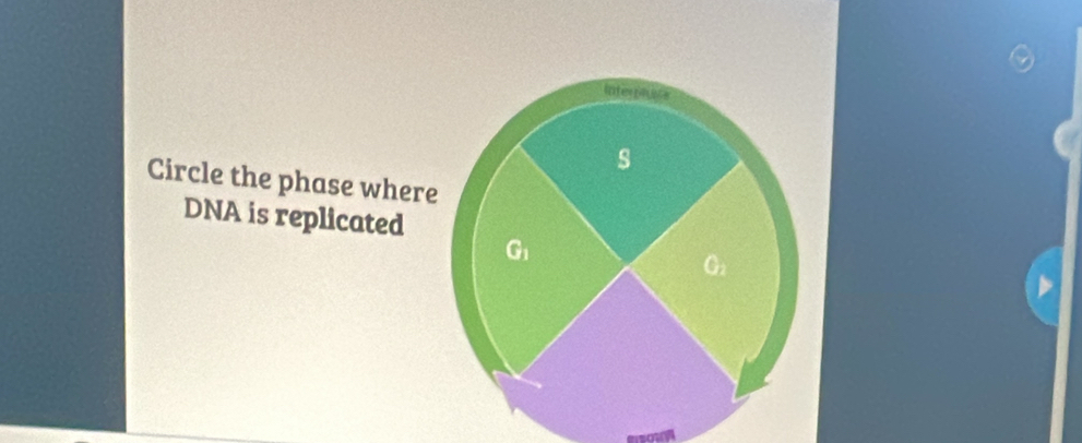 Circle the phase where
DNA is replicated