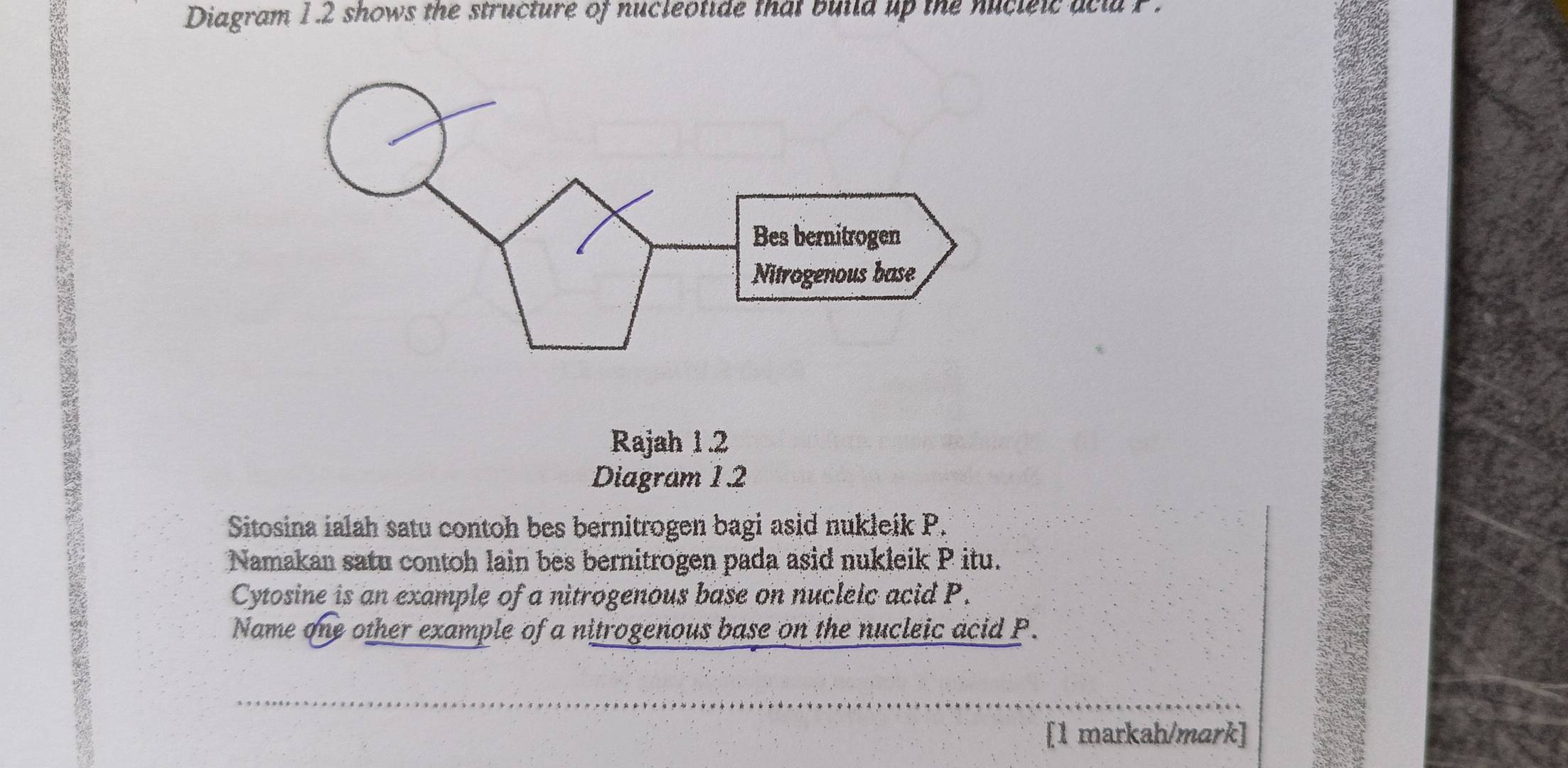 Diagram 1.2 shows the structure of nucleotide that build up the nucleic acll F. 
Rajah 1.2 
Diagram 12 
Sitosina ialah satu contoh bes bernitrogen bagi asid nukleik P. 
Namakan satu contoh lain bes bernitrogen pada asid nukleik P itu. 
Cytosine is an example of a nitrogenous base on nucleic acid P. 
Name one other example of a nitrogenous base on the nucleic acid P. 
[1 markah/mark]