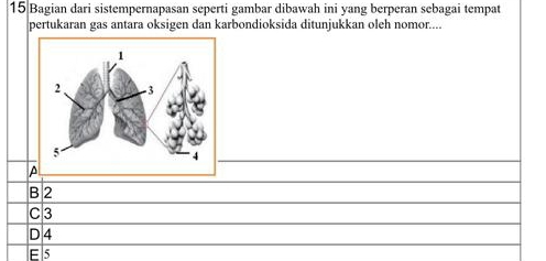 Bagian dari sistempernapasan seperti gambar dibawah ini yang berperan sebagai tempat
pertukaran gas antara oksigen dan karbondioksida ditunjukkan oleh nomor....
B 2
C 3
D 4
E 5