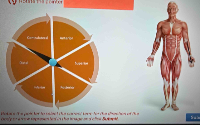 Rotate the pointer 
Rotate the pointer to select the correct term for the direction of theSub 
body or arrow represented in the image and click Submit.