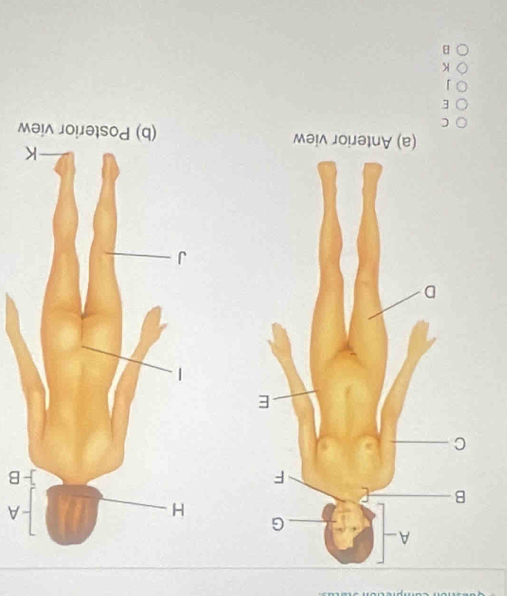 A
B
(b) Posterior view
C
E
K
B