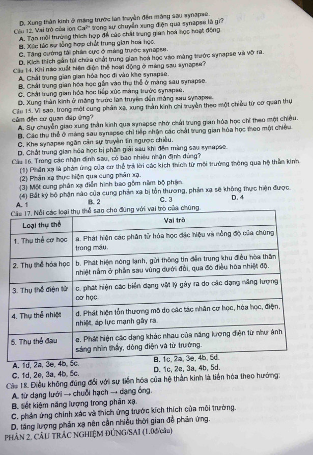 D. Xung thàn kinh ở màng trước lan truyền đến màng sau synapse.
Câu 12. Vai trò của ion Ca^(2+) trong sự chuyển xung điện qua synapse là gì?
A. Tạo môi trường thích hợp để các chất trung gian hoá học hoạt động.
B. Xúc tác sự tổng hợp chất trung gian hoá học.
C. Tăng cường tái phân cực ở màng trước synapse.
D. Kích thích gắn tủi chứa chất trung gian hoá học vào màng trước synapse và vỡ ra.
Câu 14. Khi nào xuất hiện điện thể hoạt động ở màng sau synapse?
A. Chất trung gian gian hóa học đi vào khe synapse.
B. Chất trung gian hóa học gần vào thụ thể ở màng sau synapse.
C. Chất trung gian hóa học tiếp xúc màng trước synapse.
D. Xung thàn kinh ở màng trước lan truyền đến màng sau synapse.
Câu 15. Vì sao, trong một cung phản xạ, xung thần kinh chỉ truyền theo một chiều từ cơ quan thụ
cảm đến cơ quan đáp ứng?
A. Sự chuyễn giao xung thần kinh qua synapse nhờ chất trung gian hóa học chỉ theo một chiều.
B. Các thụ thể ở màng sau synapse chỉ tiếp nhận các chất trung gian hóa học theo một chiều.
C. Khe synapse ngăn cản sự truyền tin ngược chiều.
D. Chất trung gian hóa học bị phân giải sau khi đến màng sau synapse.
Câu 16. Trong các nhận định sau, có bao nhiêu nhận định đúng?
(1) Phản xạ là phản ứng của cơ thể trả lời các kích thích từ môi trường thông qua hệ thần kinh.
(2) Phản xạ thực hiện qua cung phản xạ.
(3) Một cung phản xạ điễn hình bao gồm năm bộ phận.
(4) Bất kỳ bộ phận nào của cung phản xạ bị tổn thương, phản xạ sẽ không thực hiện được.
C. 3
A. 1 B. 2 D. 4
A. 1d, 2a, 3e
C. 1d, 2e, 3a, 4b, 5c. D. 1c, 2e, 3a, 4b, 5d.
Câu 18. Điều không đúng đối với sự tiến hóa của hệ thần kinh là tiến hóa theo hướng:
A. từ dạng lưới → chuỗi hạch → dạng ống.
B. tiết kiệm năng lượng trong phản xạ.
C. phản ứng chính xác và thích ứng trước kích thích của môi trường.
D. tăng lượng phản xạ nên cần nhiều thời gian để phản ứng.
PHÂN 2, CÂU TRÁC NGHIỆM ĐÚNG/SAI (1.0đ/câu)