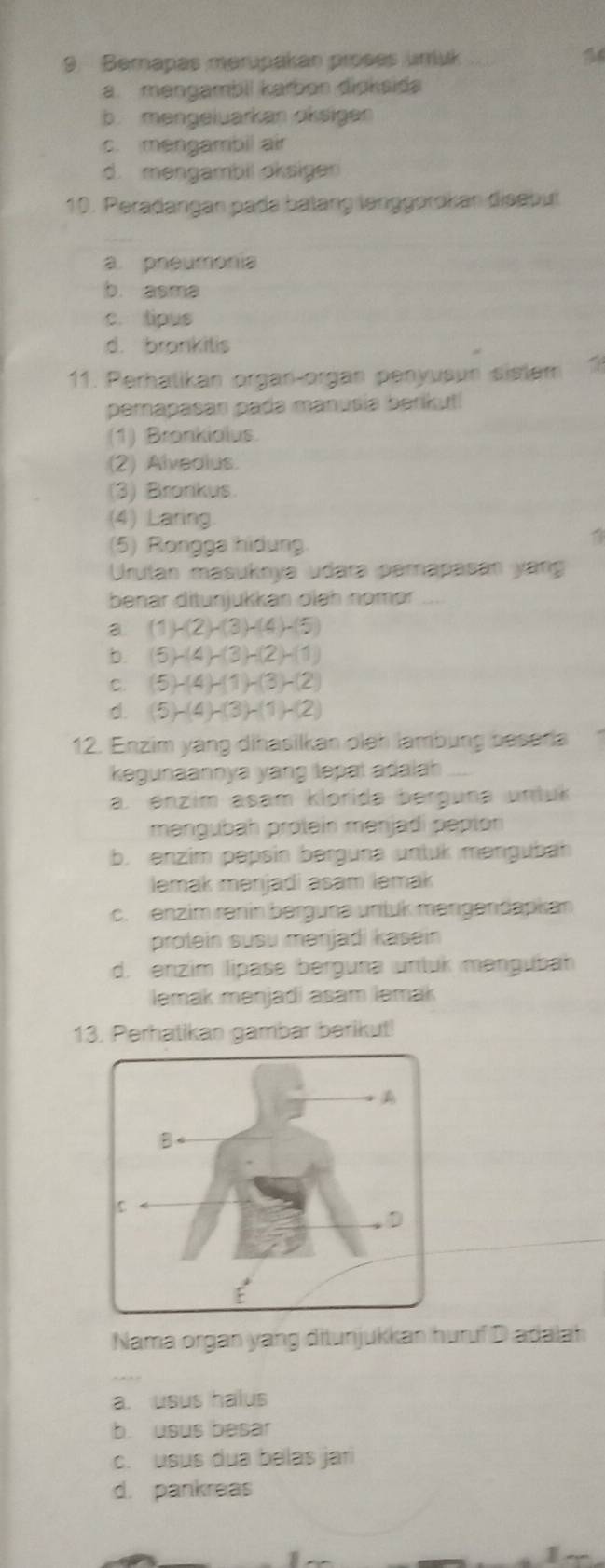 Berapas merupakan proses uruk
a. mengambil karbon dioksida
b. mengeluarkan oksigen
c. mengambil air
d. mengambil oksigen
10. Peradangan pade batang lenggorokan disebut
a. pneumonia
b. asma
c. tipus
d. brankitis
11. Perhalikan organ-organ penyusun sislem
pemapasan pada manusia berikut
(1) Bronkiolus.
(2) Alvealus.
(3) Bronkus.
(4) Laring.
(5) Rongga hidung.
1
Urutan masuknya udara parapasan yang
benar ditunjükkan oleh nomər
a (1)-(2)-(3)-(4)-(5)
b. (5)-(4)-(3)-(2)-(1)
C. (5)-(4)-(1)-(3)-(2)
d. (5)-(4)-(3)-(1)-(2)
12. Enzim yang dihasilkan oleh lambung besera
kegunaannya yang lepal adalh
a. enzim asam klorida berguna untuk
mengubah protein mənjadi pepton
b. enzim pepsin berguna unluk məngubah
lemak mənjadi asam lemak
c. enzim renin bergune unlük məngendapkan
protein susu mənjadi kasein
d. enzim lipase berguna untuk mengubah
lemak mənjadi asam lemak
13. Perhatikan gambar barikut!
Nama organ yang ditunjukkan huruf D adalah
a. usus halus
b. usus besar
c. usus dua belas jari
d. pankreas