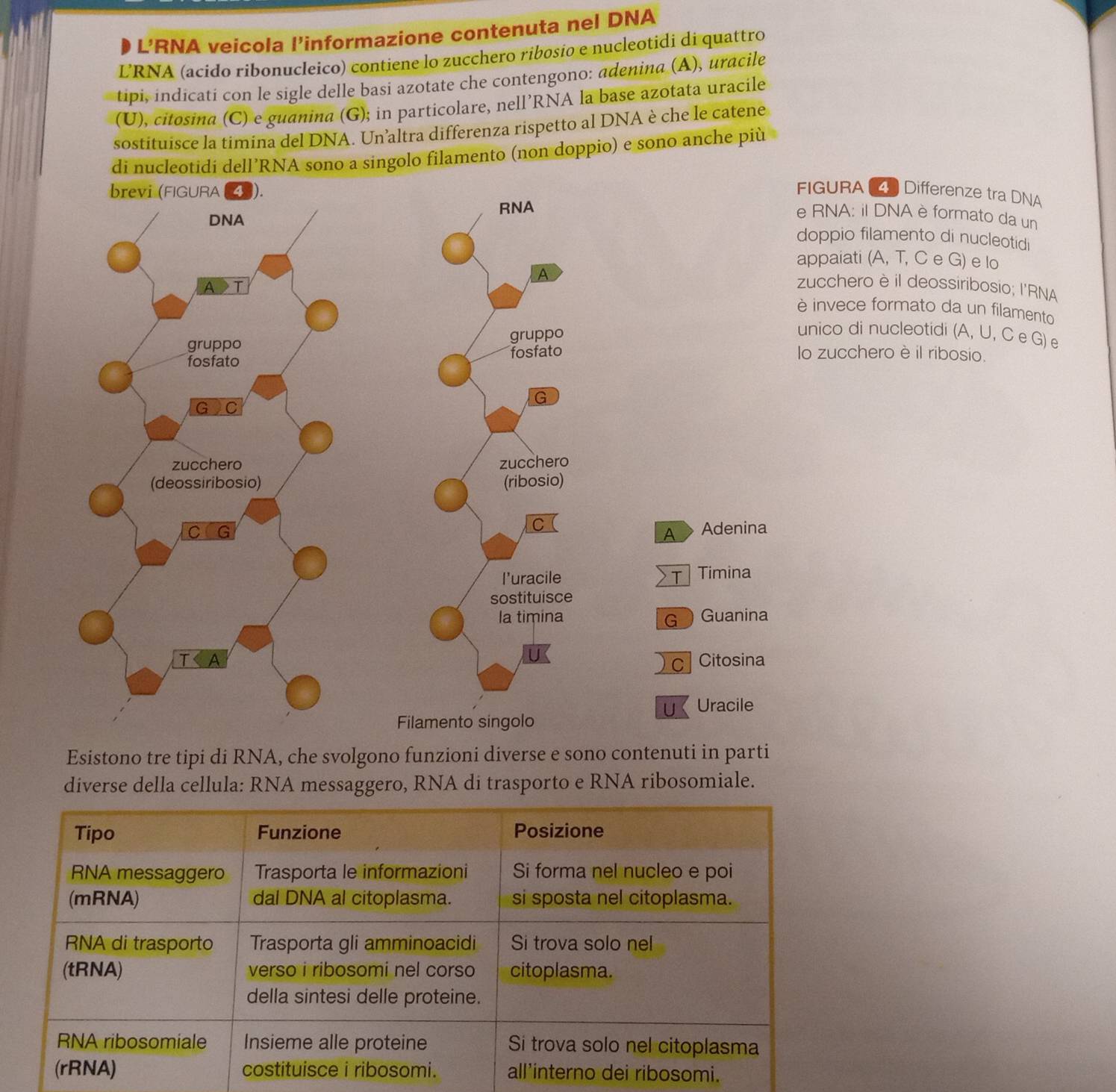 Risolto:L’RNA veicola l’informazione contenuta nel DNA LRNA (acído ...