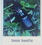 bess beetle