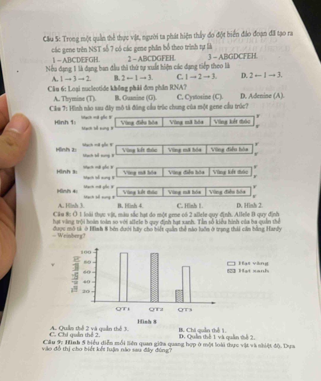 Trong một quần thể thực vật, người ta phát hiện thầy do đột biến đảo đoạn đã tạo ra
các gene trên NST số 7 có các gene phần bố theo trình tự là
1~ ABCDEFGH. 2 - ABCDGFEH. 3 - ABGDCFEH.
Nếu dạng 1 là dạng ban đầu thì thứ tự xuất hiện các dạng tiếp theo là
A. 1 → 3 → 2. B. 2 ← 1 → 3. C. 1to 2to 3. D. 2+-1to 3.
Câu 6: Loại nucleotide không phải đơn phân RNA?
A. Thymine (T). B. Guanine (G). C. Cystosine (C). D. Adenine (A).
Câu 7: Hình nào sau đây mô tả đúng cầu trúc chung của một gene cầu trúc?
Mạch mã gốc S' y
Hình 1: Vùng điều hòa Ving mã hóa Ving kết thức
Mạch bồ sung 3
Mạch mã gỗc 5 r
Hình 2: Vùng kết thức Vũng mã hóa Vũng điều hòa
Mạch bỗ tung X
x
Mạch mã gồc N
Hình 3: Vng mã hóa Vũng điều hòa Vùng kết thức
Mạch bổ sung 5'
y
Mach mã gốc 3
Hình 4: Vùng kết thức Vùng mã hóa Vùng điều hóa
Mach bộ sung # s'
A. Hình 3. B. Hình 4. C. Hình 1. D. Hinh 2.
Câu 8:0 1 loài thực vật, màu sắc hạt đo một gene có 2 allele quy định. Allele B quy định
hạt vàng trội hoàn toàn so với allele b quy định hạt xanh. Tần số kiểu hình của ba quản thể
được mô tả ở Hình 8 bên dưới hãy cho biết quản thể nào luôn ở trạng thái cân bằng Hardy
- Weinberg?
v
A. Quần thể 2 và quần thể 3. B. Chi quần thể 1.
C. Chỉ quần thể 2. D. Quần thể 1 và quần thể 2,
Câu 9: Hình 5 biểu diễn mối liên quan giữa quang hợp ở một loài thực vật và nhiệt độ. Dựa
vào đồ thị cho biết kết luận nào sau đây đúng?