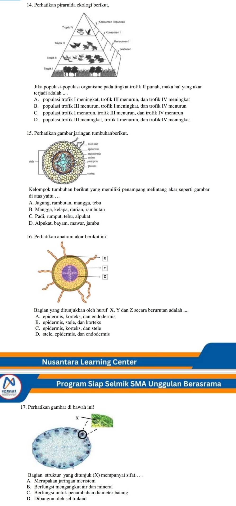 Perhatikan pirarnida ekologi berikut.
Jika populasi-populasi organisme pada tingkat trofik II punah, maka hal yang akan
terjadi adalah_
A. populasi trofik I meningkat, trofik III menurun, dan trofik IV meningkat
B. populasi trofik III menurun, trofik I meningkat, dan trofik IV menurun
C. populasi trofik I menurun, trofik III menurun, dan trofik IV menurun
D. populasi trofik III meningkat, trofik I menurun, dan trofik IV meningkat
15. Perhatikan gambar jaringan tumbuhanberikut.
Kelompok tumbuhan berikut yang memiliki penampang melintang akar seperti gambar
di atas yaitu ….
A. Jagung, rambutan, mangga, tebu
B. Mangga, kelapa, durian, rambutan
C. Padi, rumput, tebu, alpukat
D. Alpukat, bayam, mawar, jambu
16. Perhatikan anatomi akar berikut ini!
Bagian yang ditunjukkan oleh huruf X, Y dan Z secara berurutan adalah ....
A. epidermis, korteks, dan endodermis
B. epidermis, stele, dan korteks
C. epidermis, korteks, dan stele
D. stele, epidermis, dan endodermis
Nusantara Learning Center
Program Siap Selmik SMA Unggulan Berasrama
NUSANTARA
17. Perhatikan gambar di bawah ini!
Bagian struktur yang ditunjuk (X) mempunyai sifat… .
A. Merupakan jaringan meristem
B. Berfungsi mengangkut air dan mineral
C. Berfungsi untuk penambahan diameter batang
D. Dibangun oleh sel trakeid