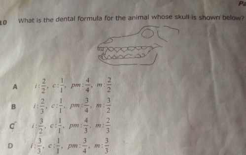 Pa
0 What is the dental formula for the animal whose skull is shown below?
A i :  2/2 , c: 1/1 , pm :  4/4 , m: 2/2 
B i: 2/3 , c: 1/1 , pm :  3/4 , m: 3/2 
C i :  3/2 , c: 1/1 , pm :  4/3 , m: 2/3 
D i :  3/3 , c: 1/1 , pm :  3/4 , m: 3/3 