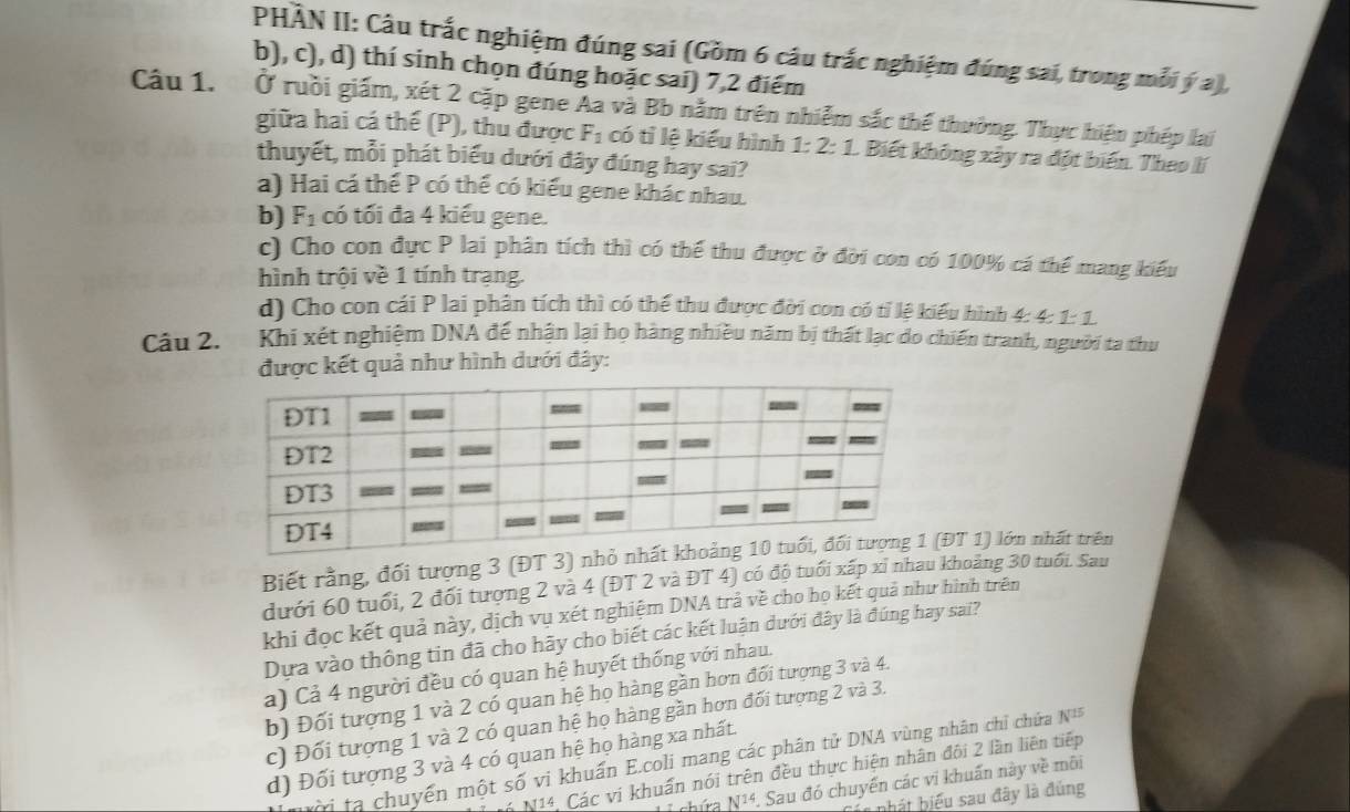 PHÀN II: Câu trắc nghiệm đúng sai (Gồm 6 câu trắc nghiệm đúng sai, trong mỗi ý a),
b), c), d) thí sinh chọn đúng hoặc sai) 7,2 điểm
Câu 1.  Ở ruồi giám, xét 2 cặp gene Aa và Bb nằm trên nhiễm sắc thể thường. Thực hiện phép lai
giữa hai cá thế (P), thu được F_1 có tỉ lệ kiểu hình 1:2:1. Biết không xây ra đột biến. Theo lí
thuyết, mỗi phát biểu dưới đây đúng hay sai?
a) Hai cá thế P có thế có kiểu gene khác nhau.
b) F_1 có tối đa 4 kiểu gene.
c) Cho con đực P lai phân tích thì có thể thu được ở đời con có 100% cá thể mang kiểu
hình trội về 1 tính trạng.
d) Cho con cái P lai phân tích thì có thể thu được đời con có tỉ lệ kiểu hình 4: 4: 1:1
Câu 2. Khi xét nghiệm DNA đế nhận lại họ hàng nhiều năm bị thất lạc do chiến tranh, người ta thu
được kết quả như hình dưới đây:
Biết rằng, đối tượng 3 (ĐT 3) nhỏ ĐT 1) lớn nhất trên
dưới 60 tuổi, 2 đối tượng 2 và 4 (ĐT 2 và ĐT 4) có độ tuổi xấp xỉ nhau khoảng 30 tuổi. Sau
khi đọc kết quả này, dịch vụ xét nghiệm DNA trả về cho họ kết quả như hình trên
Dựa vào thông tin đã cho hãy cho biết các kết luận dưới đây là đúng hay sai?
a) Cả 4 người đều có quan hệ huyết thống với nhau.
b) Đối tượng 1 và 2 có quan hệ họ hàng gần hơn đối tượng 3 và 4.
c) Đối tượng 1 và 2 có quan hệ họ hàng gần hơn đối tượng 2 và 3.
d) Đối tượng 3 và 4 có quan hệ họ hàng xa nhất.
ời ta chuyến một số vi khuẩn E.coli mang các phân tử DNA vùng nhân chỉ chứa N^(15)
N14, Các vi khuẩn nói trên đều thực hiện nhân đội 2 lần liên tiếp
chứa N^(14). Sau đó chuyến các vi khuẩn này về môi
ấ nhát biểu sau đây là đúng