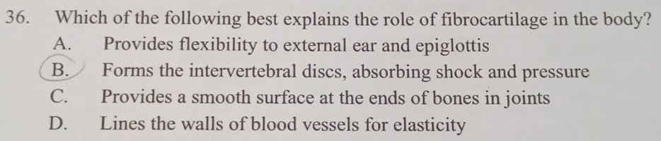 Which of the following best explains the role of fibrocartilage in the body?
A. Provides flexibility to external ear and epiglottis
B. Forms the intervertebral discs, absorbing shock and pressure
C. Provides a smooth surface at the ends of bones in joints
D. Lines the walls of blood vessels for elasticity