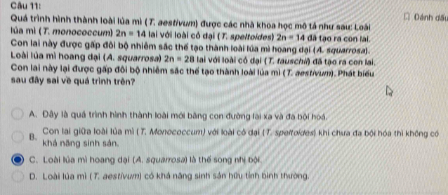 Quá trình hình thành loài lúa mì ( T. aestivum) được các nhà khoa học mô tả như sau: Loài Dánh đấu
Iúa mì ( T. monococcum) 2n=14 lai với loài có dại (T. speltoides) 2n=14 đã tạo ra con lai.
Con lai này được gấp đôi bộ nhiêm sắc thể tạo thành loài lúa mì hoang dại (A. squarrosa).
Loài lúa mì hoang dại (A. squarrosa) 2n=28 lai với loài có dại (T. tauschii) đã tạo ra con lai.
Con lai này lại được gấp đôi bộ nhiêm sắc thể tạo thành loài lúa mì (T. aestivum). Phát biểu
sau đây sai về quá trình trên?
A. Đây là quá trình hình thành loài mới bằng con đường lai xa và đa bội hoá.
Con lai giữa loài lủa mì ( T. Monococcum) với loài có dại (T. speltoídes) khi chưa đa bội hóa thì không có
B. khá năng sinh sản.
C. Loài lúa mì hoang dại (A. squarrosa) là thế song nhị bội.
D. Loài lúa mì ( T. aestivum) có khả năng sinh sản hữu tính bình thường.