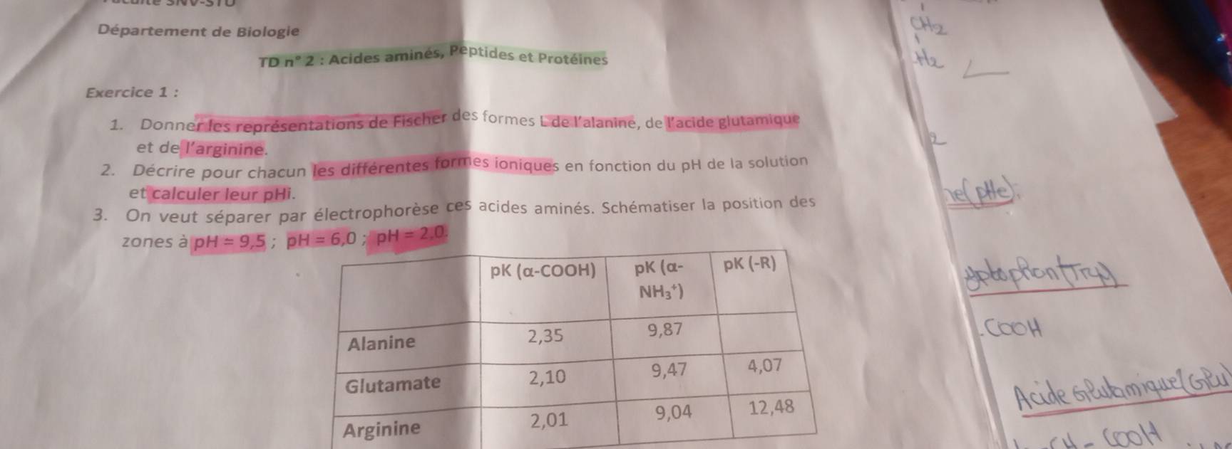 Département de Biologie
_
TDn°2 : Acides aminés, Peptides et Protéines
Exercice 1 :
1. Donner les représentations de Fischer des formes L de l'alanine, de l'acide glutamique
et de l’arginine.
2. Décrire pour chacun les différentes formes ioniques en fonction du pH de la solution
et calculer leur pHi.
3. On veut séparer par électrophorèse ces acides aminés, Schématiser la position des
zones à pH=9,5;pH=6,0;pH=2,0.