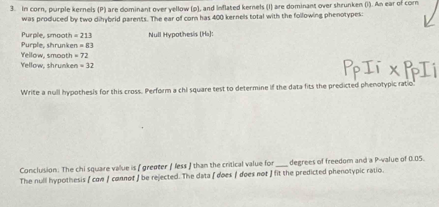 In corn, purple kernels (P) are dominant over yellow (p), and inflated kernels (I) are dominant over shrunken (i). An ear of corn 
was produced by two dihybrid parents. The ear of corn has 400 kernels total with the following phenotypes: 
Purple, smooth =213 Null Hypothesis (H₀): 
Purple, shrunken =83
Yellow, smooth =72
Yellow, shrunken =32
Write a null hypothesis for this cross. Perform a chi square test to determine if the data fits the predicted phenotypic ratio. 
Conclusion. The chi square value is ( greøter | less ) than the critical value for _degrees of freedom and a P -value of 0.05. 
The null hypothesis [ cαn | cαnnot ] be rejected. The data [ does | does not ] fit the predicted phenotypic ratio,