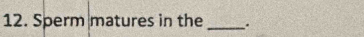 Sperm matures in the _.