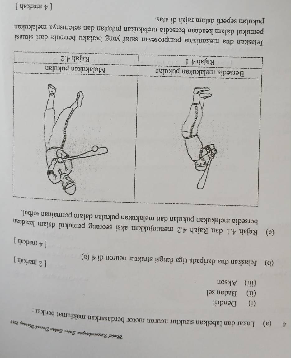 Modil Kecemurlanzan Sains Suhan Dacrak Marany 2019 
4 (a) Lakar dan labelkan struktur neuron motor berdasarkan maklumat berikut ; 
(i) Dendrit 
(ii) Badan sel 
(iii) Akson 
[ 2 markah ] 
(b) Jelaskan dua daripada tiga fungsi struktur neuron di 4 (a) 
[ 4 markah ] 
(c) Rajah 4.1 dan Rajah 4.2 menunjukkan aksi seorang pemukul dalam keadaan 
bersedia melakukan pukulan dan melakukan pukulan dalam permainan sofbol. 
Bersedia melakukan pukulan Melakukan pukulan 
Rajah 4.1 Rajah 4.2 
Jelaskan dua mekanisma pemprosesan saraf yang berlaku bermula dari situasi 
pemukul dalam keadaan bersedia melakukan pukulan dan seterusnya melakukan 
pukulan seperti dalam rajah di atas 
[ 4 markah ]