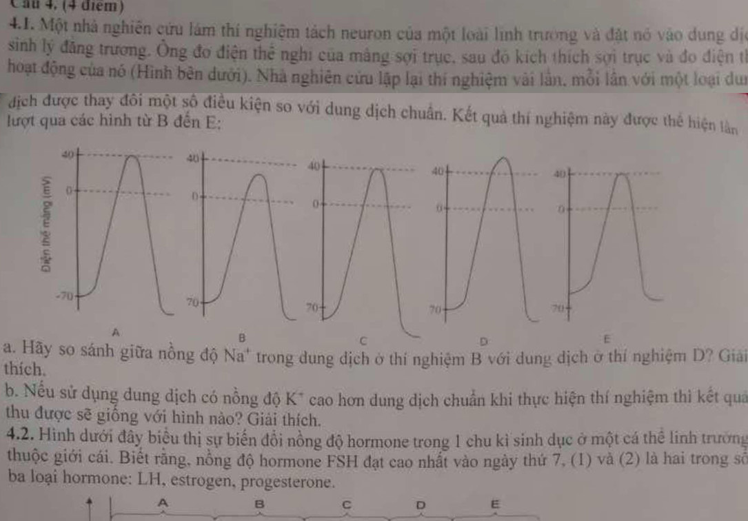 Cầu 4, (4 điểm)
4.1. Một nhà nghiên cứu lám thí nghiệm tách neuron của một loài lình trương và đặt nó vào dung dịo
sinh lý đăng trương. Ông đo điện thể nghi của mảng sợi trục, sau đó kích thích sợi trục và đo điện tỉ
hoạt động của nó (Hình bên dưới). Nhà nghiên cứu lập lại thí nghiệm vài lần, mỗi lần với một loại dui
dịch được thay đôi một số điều kiện so với dung dịch chuẩn. Kết quả thí nghiệm này được thể hiện làn
lượt qua các hình từ B đến E:
A
C
E
a. Hãy so sánh giữa nồng độ Na^+ trong dung dịch ở thí nghiệm B với dung dịch ở thí nghiệm D? Giải
thích.
b. Nếu sử dụng dung dịch có nồng độ K* cao hơn dung dịch chuẩn khi thực hiện thí nghiệm thì kết quả
thu được sẽ giống với hình nào? Giải thích.
4.2. Hình dưới đây biểu thị sự biến đổi nồng độ hormone trong 1 chu kì sinh dục ở một cá thể linh trường
thuộc giới cái. Biết rằng, nồng độ hormone FSH đạt cao nhất vào ngày thứ 7, (1) và (2) là hai trong số
ba loại hormone: LH, estrogen, progesterone.
A
B
C D E