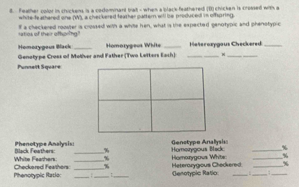 Feather color in chickens is a cedominant trait - when a black-feathered (B) chicken is crossed with a 
white-feathered one (W), a checkered feather pattern will be produced in offspring. 
If a checkered rooster is crossed with a white hen, what is the expected genotypic and phenotypic 
ratios of their offspring? 
Homozygous Black: _Homozygeus White _Heterozygous Checkered:_ 
Genotype Cross of Mother and Father (Two Letters Each): _×_ 
Punnett Square 
Phenotype Analysis: Genotype Analysis: 
Black Feathers: _ % Homozygous Black:_
%
White Feathers: _ % Homozygous White:_
%
Checkered Feathers: _ % Heterazygous Checkered:_
%
Phenotypic Ratio: _:_ :_ Genotypic Ratio: _:_ :_