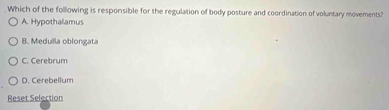 Which of the following is responsible for the regulation of body posture and coordination of voluntary movements?
A. Hypothalamus
B. Medulla oblongata
C. Cerebrum
D. Cerebellum
Reset Selection