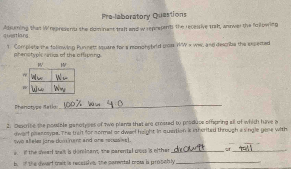 Pre-laboratory Questions
Assuming that W represents the dominant trait and w represents the recessive tralt, answer the following
questions
1. Complete the following Punnett square for a monohybrid cross WW × ww, and describe the expected
phenotypic ratios of the offspring.
Phenotype Ratio:
_
2. Describe the possible genotypes of two plants that are crossed to produce offspring all of which have a
dwarf phenotype. The trait for normal or dwarf height in question is inherited through a single gene with
two alleles (one dominant and one recessive).
a. If the dwarf trait is dominant, the parental cross is either _ar_
b. If the dwarf trait is recessive, the parental cross is probably_