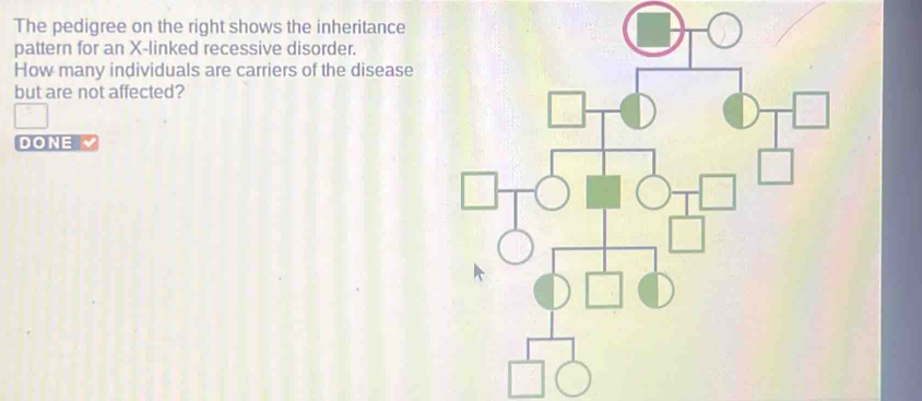 The pedigree on the right shows the inheritance 
pattern for an X -linked recessive disorder. 
How many individuals are carriers of the disease 
but are not affected? 
DO NE