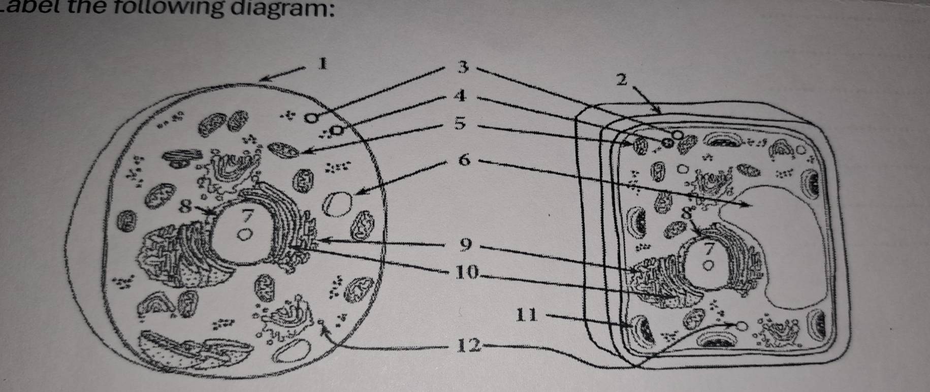 label the following diagram: