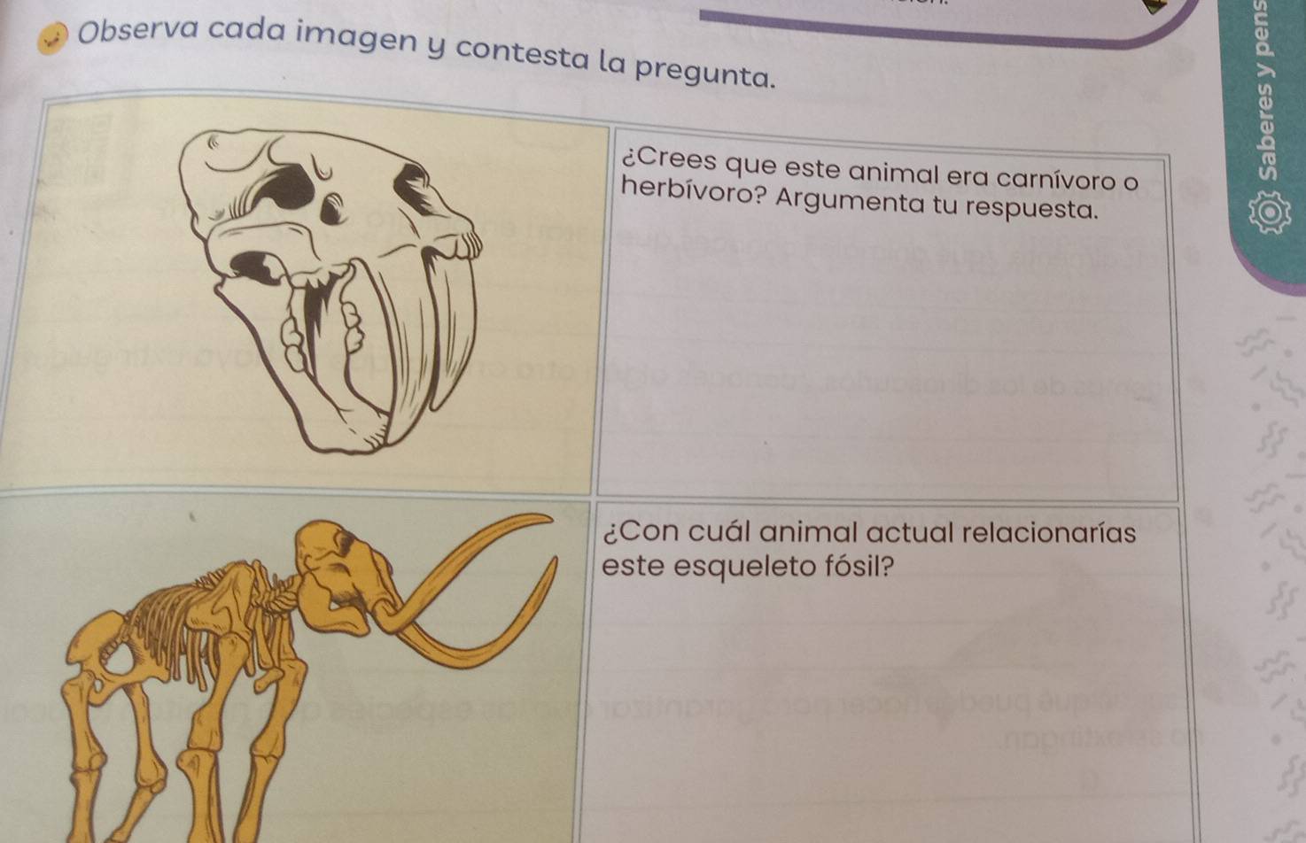 Observa cada imagen y contesta la pregunta. 
¿Crees que este animal era carnívoro o 
herbívoro? Argumenta tu respuesta. 
Con cuál animal actual relacionarías 
ste esqueleto fósil?