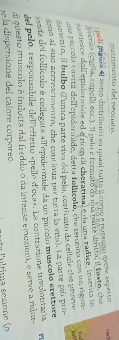 nutrimento del neonato. 
peli [figura 4] sono distribuiti su quasi tutto il corpo e possono avere aspetto radi 
liverso (ciglia, capelli ecc.). Il pelo è formato da una parte diritta, il fusto, che 
uoriesce dall’epidermide ed èricca di cheratina, e da una radice, inserita in 
una piccola cavità dell’epidermide, detta follicolo, che termina con un rigon- bu 
fiamento, il bulbo (l’unica parte viva del pelo, costituito da cellule che provve- pili 
dono al suo accrescimento, che continua per tutta la vita). La parte più pro- 
fonda del follicolo è collegata all’epidermide da un piccolo muscolo erettore 
del pelo, responsabile dell’effetto «pelle d’oca». La contrazione involontaria Fi 
di questo muscolo è indotta dal freddo o da intense emozioni, e serve a ridur- 
re la dispersione del calore corporeo. 
lultima sezione (o