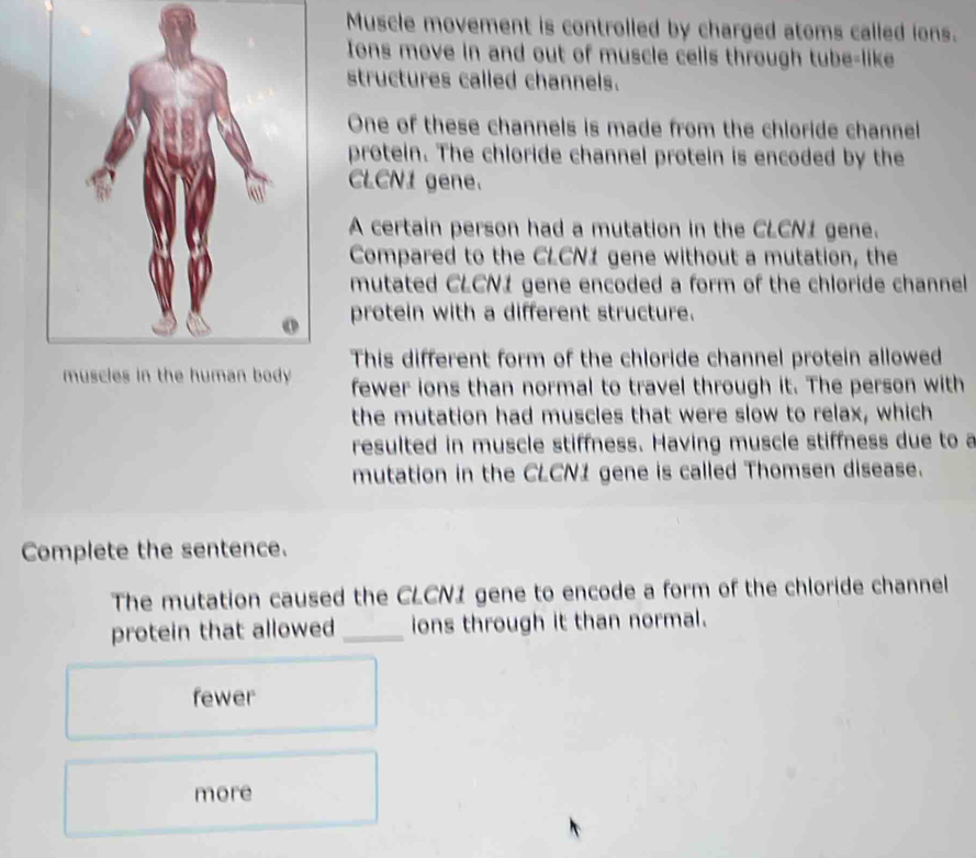 Muscle movement is controlled by charged atoms called ions.
Ions move in and out of muscle cells through tube-like
structures called channels.
One of these channels is made from the chloride channel
protein. The chloride channel protein is encoded by the
CLCN1 gene.
A certain person had a mutation in the CLCN1 gene.
Compared to the CLCN1 gene without a mutation, the
mutated CLCN1 gene encoded a form of the chloride channel
protein with a different structure.
muscles in the human body This different form of the chloride channel protein allowed
fewer ions than normal to travel through it. The person with
the mutation had muscles that were slow to relax, which
resulted in muscle stiffness. Having muscle stiffness due to a
mutation in the CLCN1 gene is called Thomsen disease.
Complete the sentence.
The mutation caused the CLCN1 gene to encode a form of the chloride channel
protein that allowed _ions through it than normal.
fewer
more