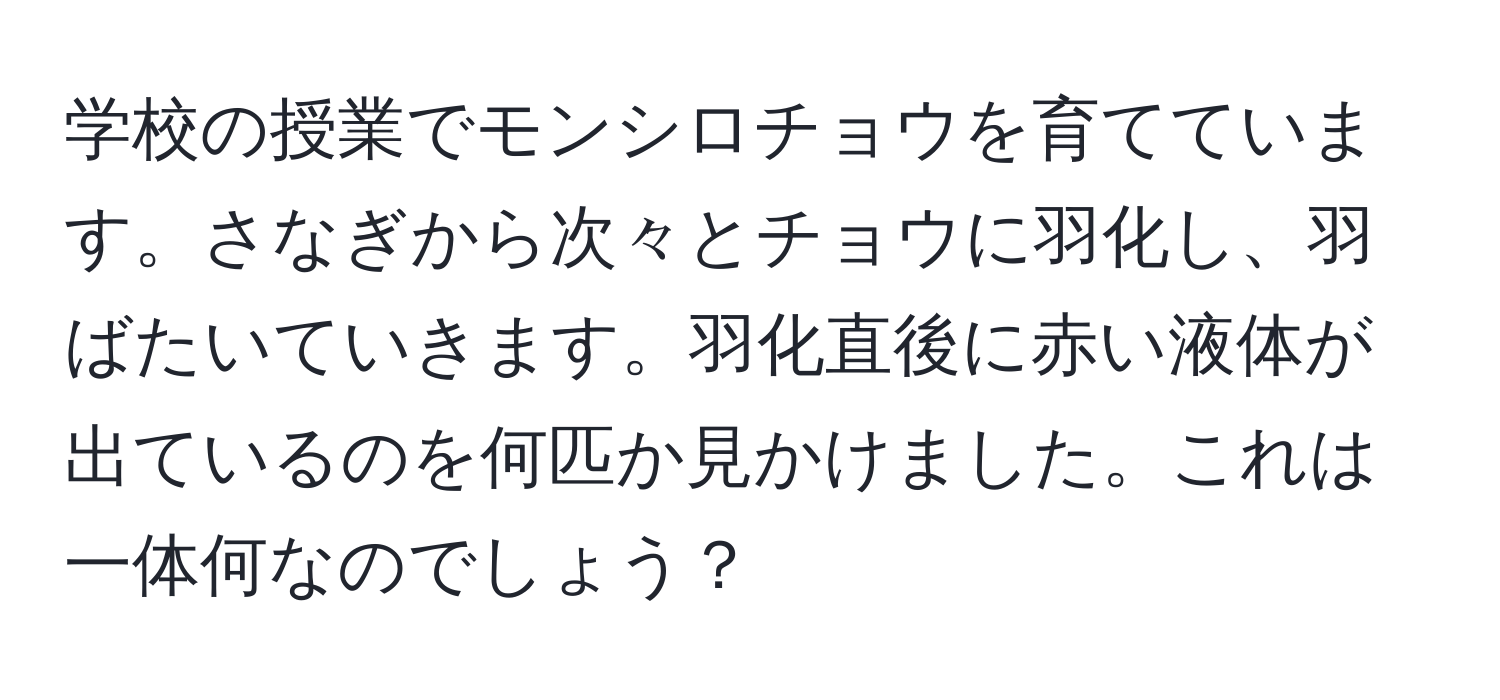 学校の授業でモンシロチョウを育てています。さなぎから次々とチョウに羽化し、羽ばたいていきます。羽化直後に赤い液体が出ているのを何匹か見かけました。これは一体何なのでしょう？