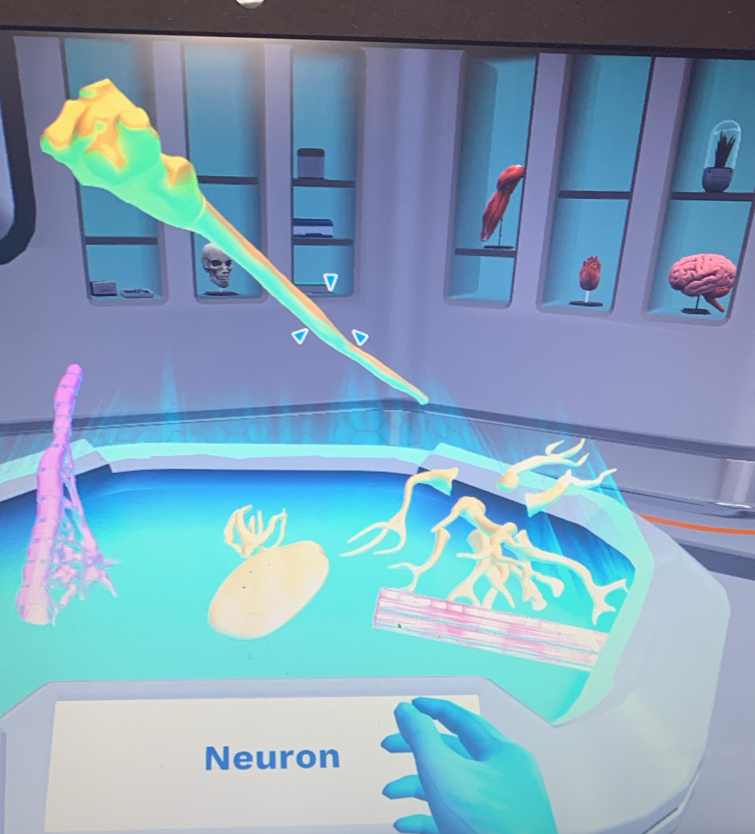 Neuron