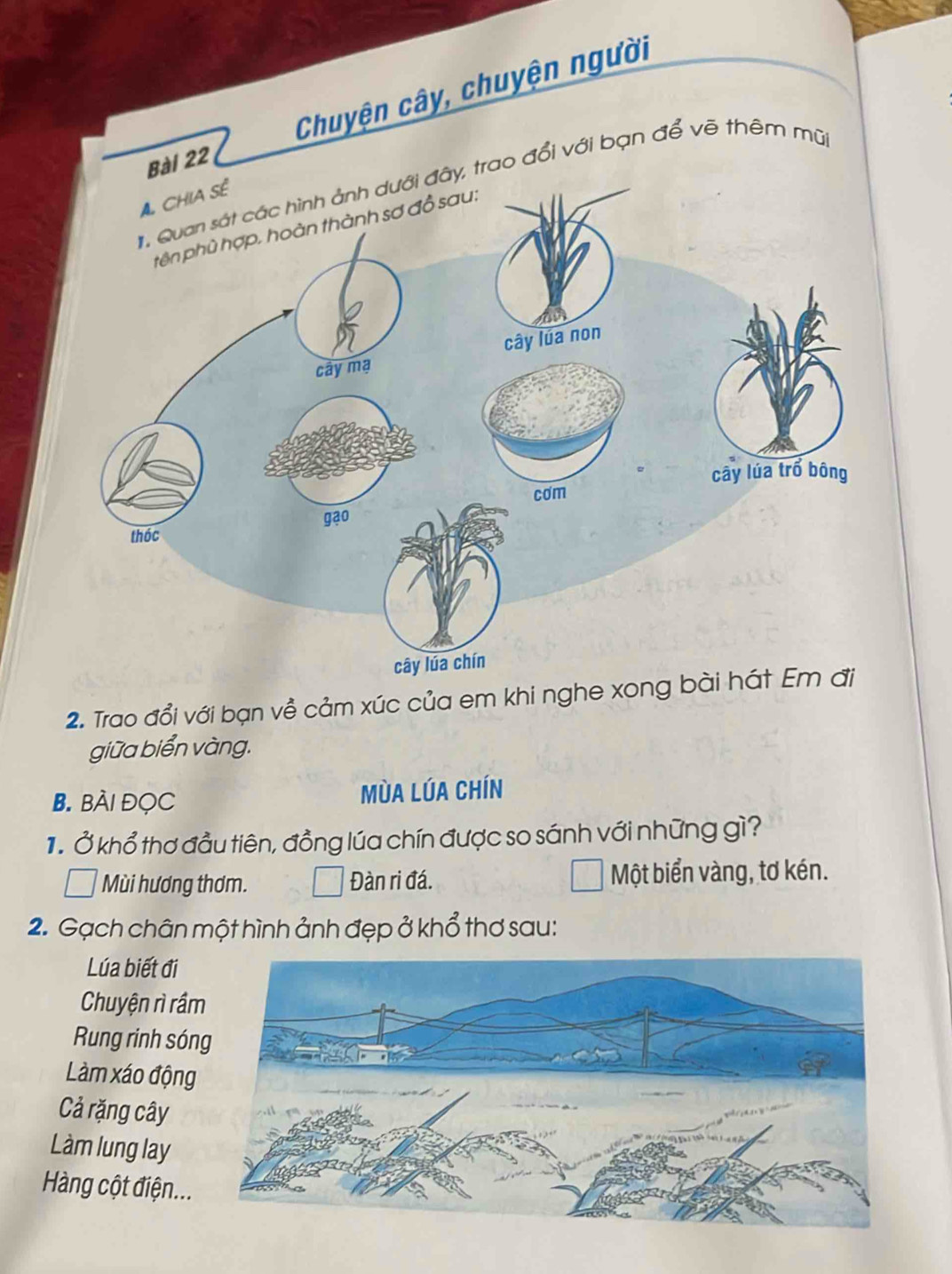 Chuyện cây, chuyện người
Quan sát các hình ảnh dưới đây, trao đổi với bạn để vẽ thêm mũ
2. Trao đổi với bạn về cảm xúc của em khi nghe 
giữa biển vàng.
B. Bài ĐọC MùA LÚA Chín
1 Ở khổ thơ đầu tiên, đồng lúa chín được so sánh với những gì?
Mùi hương thơm. Đàn ri đá. Một biển vàng, tơ kén.
2. Gạch chân một hình ảnh đẹp ở khổ thơ sau:
Lúa biết đi
Chuyện rì rầ
Rung rinh són
Làm xáo động
Cả rặng cây
Làm lung lay
Hàng cột điện...