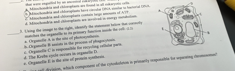 that were enguifed by an ancestral eukaryonecell.
a. Mitochondria and chloroplasts are found in all eukaryotic cells.
b. Mitochondria and chloroplasts have circular DNA similar to bacterial DNA.
c. Mitochondria and chloroplasts contain large amounts of ATP.
d. Mitochondria and chloroplasts are involved in energy metabolism.
3. Using the image to the right, identify the statement below that correctly
_matches the organelle to its primary function inside the cell: (2.2)
a. Organelle A is the site of photosynthesis.
b. Organelle B assists in the process of phagocytosis.
c. Organelle C is responsible for recycling cellular parts.
d. The Krebs cycle occurs in organelle D.
e. Organelle E is the site of protein synthesis.
rell division, which component of the cytoskeleton is primarily responsible for separating chromosomes?