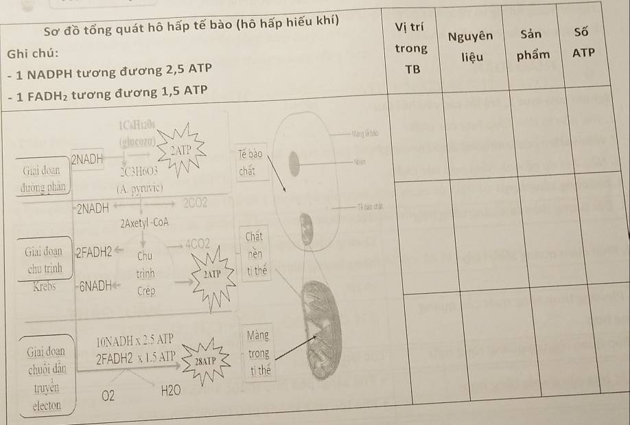 Sơ đồ tổng quát hô hấp tế bào (hô hấp hiếu khí) Vị trí Nguyên Sản Số 
trong 
Ghi chú: ATP
- 1 NADPH tương đương 2,5 ATP TB liệu phẩm
- 1 FAD H_2 tương đương 1,5 ATP 
1CsH120s 
Mng là báo 
(glucozo) 2ATP Tế bào 
Giai đoan 2NADH
2C3H6O3 chất Nant 
đường phán (A. pyruvic) 
2NADH 2CO2 
* Tổ bào chảt 
2Axetyl -CoA 
4CO2 Chất 
Giai đoạn 2FADH2 Chu nèn 
chu trinh trình 2ATP tì thế 
Krebs - 6NADH — Crép
10NADH x 2.5 ATP Màng 
Giai đoan 2FADH2 x 1.5 ATP 28AT P 
trong 
chuôi dân ti thé 
truyền O2 H2O 
electon