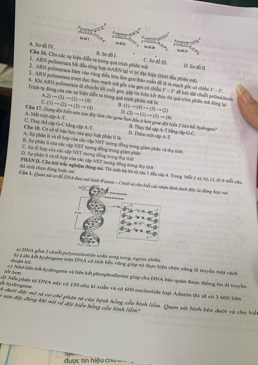 3°
Wn 3°
5° 3
  
Sơ đễ I 3' so dò n 3° So đó m
3° Sơ đỏ IV
A. Sơ đồ IV. B. Sơ đồ I. C. Sơ đồ III.
Câu 16. Cho các sự kiện diễn ra trong quá trình phiên mã:
D. Sơ đồ II.
1. ARN polimeraza bắt đầu tổng hợp mARN tại vị trí đặc hiệu (khởi đầu phiên mã).
2. ARN polimeraza bám vào vùng điều hòa làm gen tháo xoắn để lộ ra mạch gốc có chiều 3'-5'.
3. ARN polimeraza trượt dọc theo mạch mã gốc của gen có chiều 3^,-5^, đề kéo dài chuỗi polinucleotit.
4. Khi ARN polimeraza di chuyển tới cuối gen, gặp tín hiệu kết thúc thì quá trình phiên mã dừng lại.
Trình tự đúng của các sự kiện diễn ra trong quá trình phiên mã là:
A.2)to (3)to (1)to (4) B. (1) to (4)to (3)to (2)
C.(1)to (2)to (3)to (4)
D. (2)to (1)to (3)to (4)
Câu 17. Dạng đột biển nào sau đây làm cho gene ban đầu ít hơn gene đột biển 2 liên kết hydrogen?
A. Mất một cặp A-T. B. Thay thể cặp A-T bằng cặp
C. Thay thể cặp G-C bằng cặp A-T. D. Thêm một cặp A-T.
Câu 18. Cơ sở tế bào học của quy luật phân li là:
G-C
A. Sự phân li và tổ hợp của các cặp NST tương đồng trong giảm phân và thụ tinh.
B. Sự phân li của các cặp NST tương đồng trong giảm phân
C. Sự tổ hợp của các cặp NST tương đồng trong thụ tinh
D. Sự phân li và tổ hợp của các cặp NST tương đồng trong thụ tinh
thí sinh chọn đúng hoặc sai.
PHÀN II. Câu hỏi trắc nghiệm đúng sai. Thí sinh trả lời từ câu 1 đến câu 4. Trong Mỗi ý a), b), c), d) ở mỗi câu,
Câu 1. Quan sát sơ đồ DNA theo mô hình Watson - định dưới đây là đúng hay sai.
a) DNA gồm 2 chuỗi polynucleotide xoắn song song, ngược chiều.
thuận lợi.
b) Liên kết hydrogene trên DNA có tính bền vững giúp nó thực hiện chức năng di truyền một cách
tốt hơn.
c) Nhờ liên kết hydrogene và liên kết phosphodiester giúp cho DNA bảo quản được thông tin di truyền
Ét hydrogene.
d) Nếu phân tử DNA này có 150 chu kì xoắn và có 600 nucleotide loại Adenin thì sẽ có 3 600 liên
h dưới đây mô tả cơ chế phân tử của bệnh hồng cầu hình liềm. Quan sát hình bên dưới và cho biết
o sau đây đúng khi nói về đột biến hồng cầu hình liềm?
được tín hiệu cho