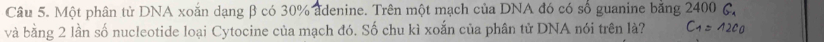 Một phân từ DNA xoắn dạng β có 30% adenine. Trên một mạch của DNA đó có số guanine bằng 2400 C 
và bằng 2 lần số nucleotide loại Cytocine của mạch đó. Số chu kì xoắn của phân tử DNA nói trên là?
