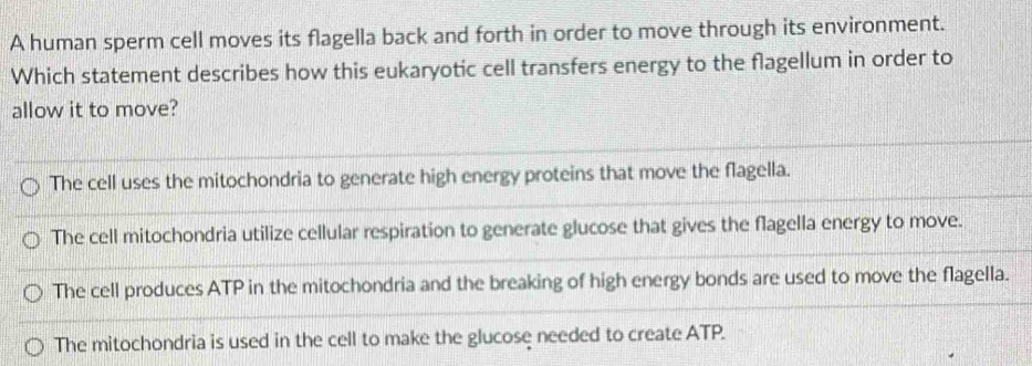 A human sperm cell moves its flagella back and forth in order to move through its environment.
Which statement describes how this eukaryotic cell transfers energy to the flagellum in order to
allow it to move?
The cell uses the mitochondria to generate high energy proteins that move the flagella.
The cell mitochondria utilize cellular respiration to generate glucose that gives the flagella energy to move.
The cell produces ATP in the mitochondria and the breaking of high energy bonds are used to move the flagella.
The mitochondria is used in the cell to make the glucose needed to create ATP.